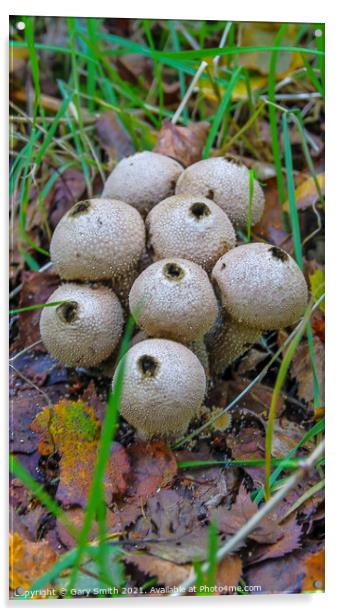 Common Puffballs Blown Out! Acrylic by GJS Photography Artist