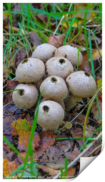 Common Puffballs Blown Out! Print by GJS Photography Artist