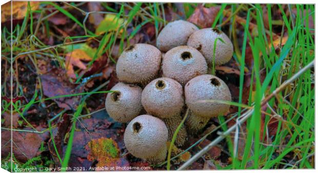 Common Puffballs in HDR Canvas Print by GJS Photography Artist