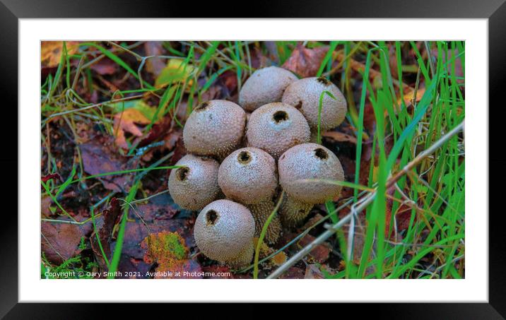 Common Puffballs in HDR Framed Mounted Print by GJS Photography Artist