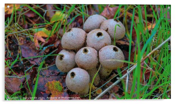 Common Puffballs in HDR Acrylic by GJS Photography Artist