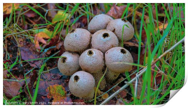 Common Puffballs in HDR Print by GJS Photography Artist