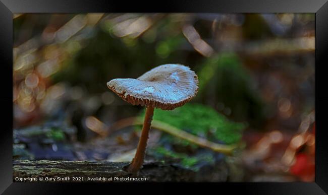 Detailed Mushroom Fungi on Stump Framed Print by GJS Photography Artist