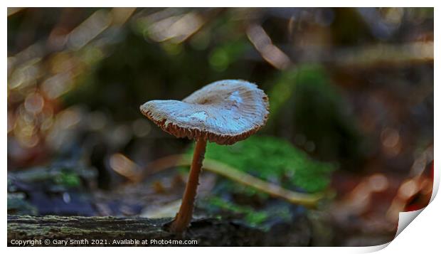 Detailed Mushroom Fungi on Stump Print by GJS Photography Artist