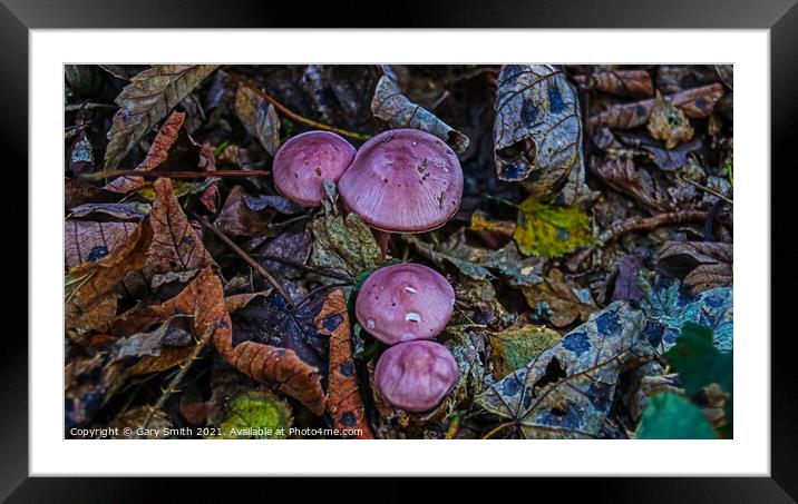 Rosy Bonnet Cluster Framed Mounted Print by GJS Photography Artist