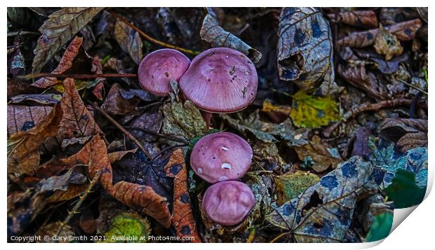 Rosy Bonnet Cluster Print by GJS Photography Artist