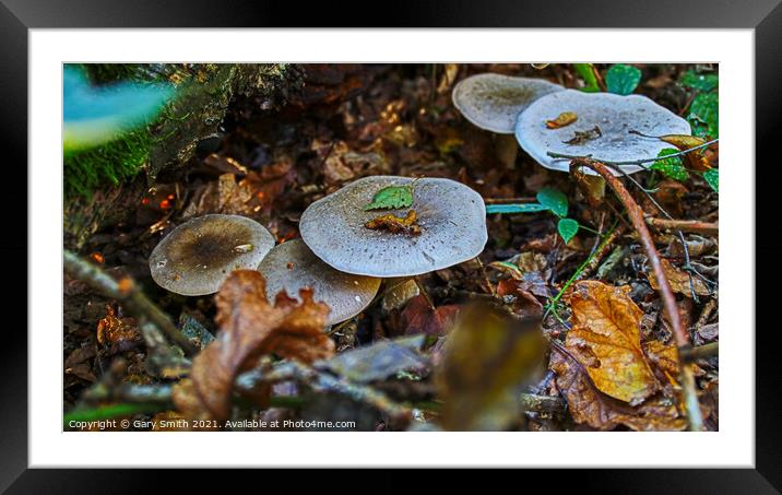 Autumn Seasons Colours Framed Mounted Print by GJS Photography Artist