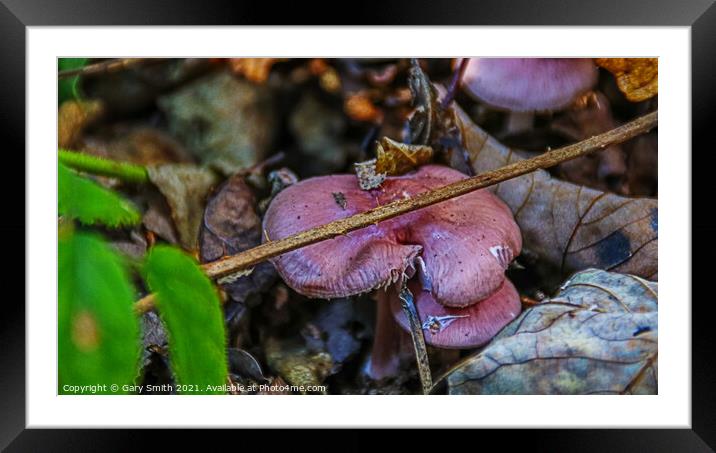Rosy Bonnet in Detail  Framed Mounted Print by GJS Photography Artist