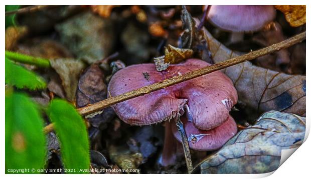 Rosy Bonnet in Detail  Print by GJS Photography Artist