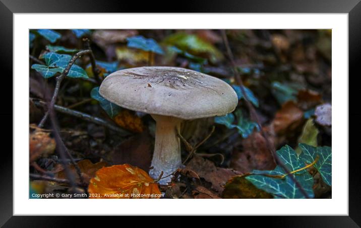 Single Mushroom with Green Ivy Leaves Framed Mounted Print by GJS Photography Artist
