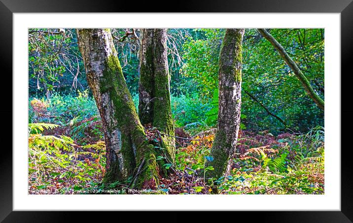 Silver Birch with Green Socks Framed Mounted Print by GJS Photography Artist
