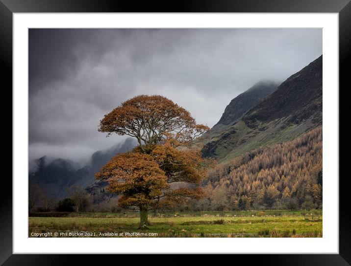 Buttermere Autumn Oak Framed Mounted Print by Phil Buckle