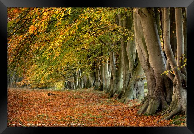 Autumn Beech Trees Framed Print by Phil Buckle