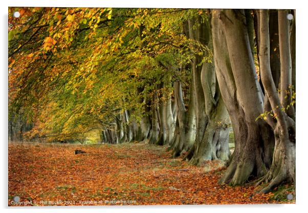 Autumn Beech Trees Acrylic by Phil Buckle