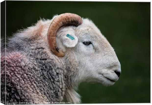 Herdy Ram Canvas Print by Phil Buckle