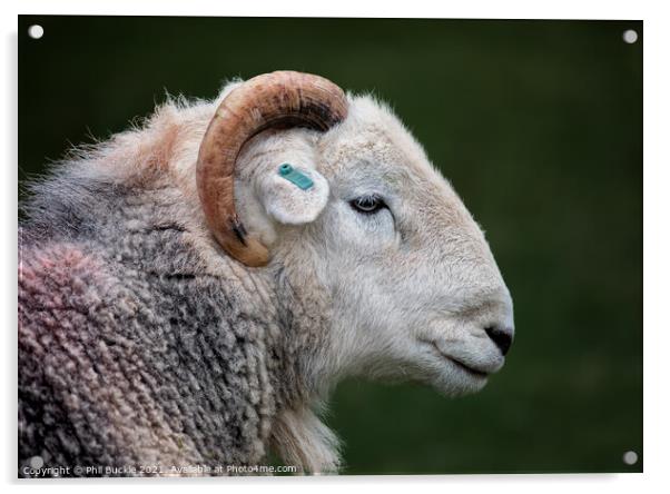 Herdy Ram Acrylic by Phil Buckle