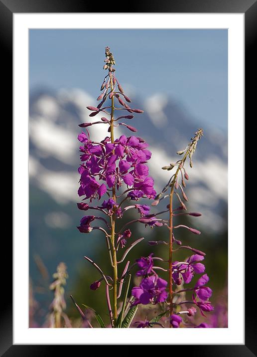 Fireweed Framed Mounted Print by Thomas Schaeffer