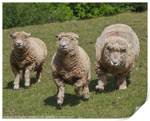 Dorking Sheep Print by Stephen Coughlan