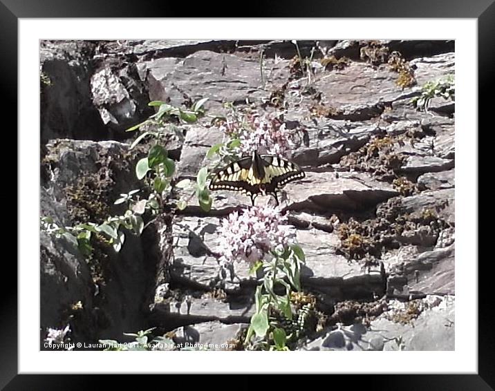 Butterfly on the Rocks Framed Mounted Print by Lauran Hart