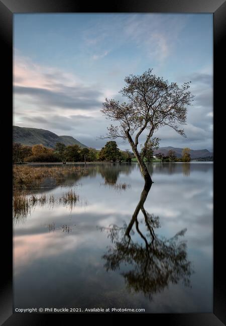 Ullswater isolated lone tree Framed Print by Phil Buckle