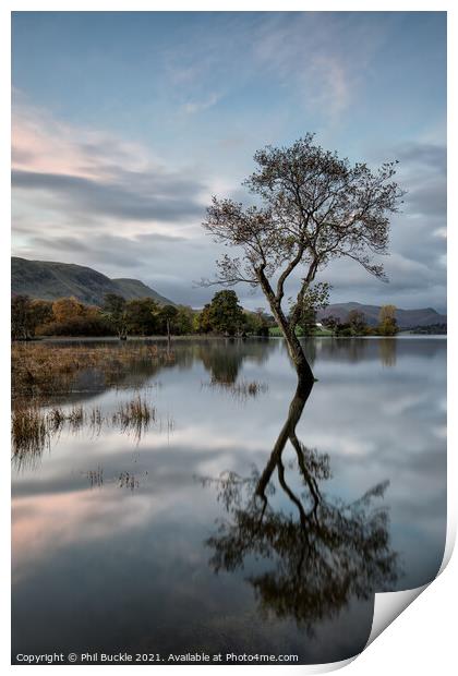 Ullswater isolated lone tree Print by Phil Buckle