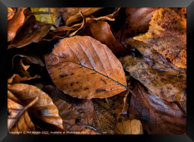 Autumn leaf litter Framed Print by Phil Buckle