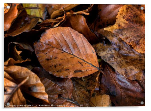 Autumn leaf litter Acrylic by Phil Buckle
