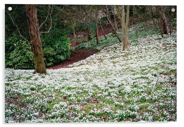 Snowdrops in woodland Acrylic by Chris Rose