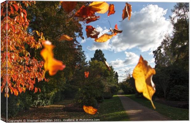 Autumn in Windsor Great Park Canvas Print by Stephen Coughlan