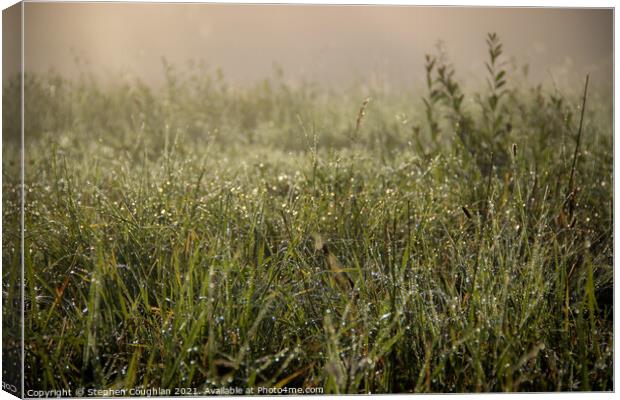 Morning Dew Canvas Print by Stephen Coughlan