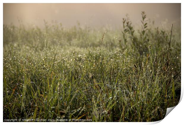 Morning Dew Print by Stephen Coughlan