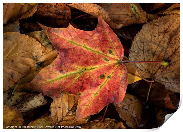 Hedgerow leaves Print by Phil Buckle