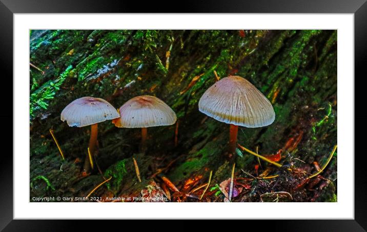 Shiney Colours  Framed Mounted Print by GJS Photography Artist