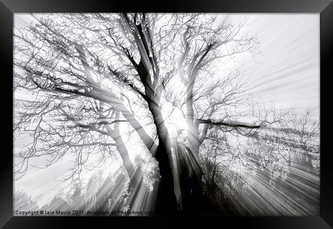 Spooky Tree Framed Print by Iain Mavin