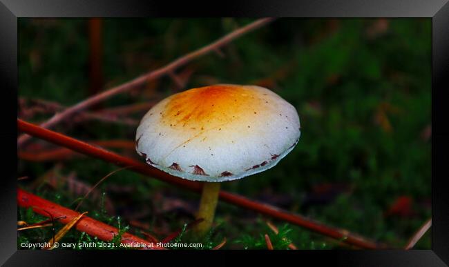 Signs on the Mushroom Framed Print by GJS Photography Artist