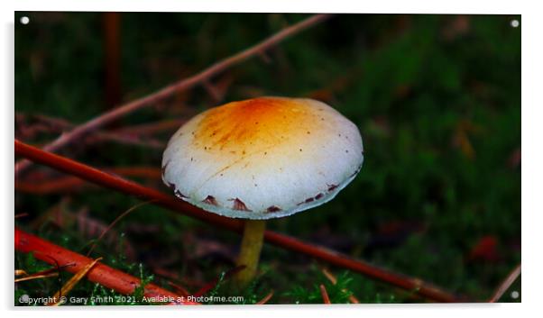 Signs on the Mushroom Acrylic by GJS Photography Artist