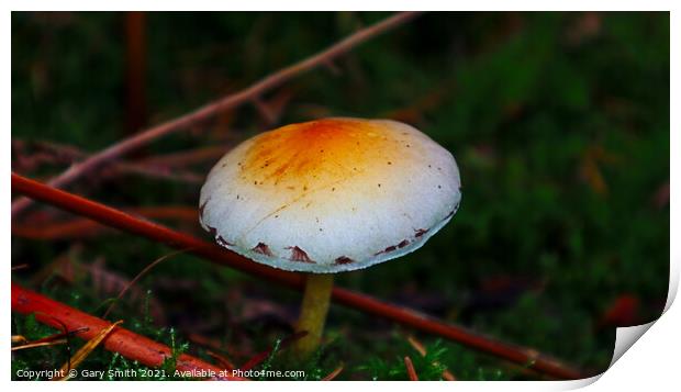 Signs on the Mushroom Print by GJS Photography Artist
