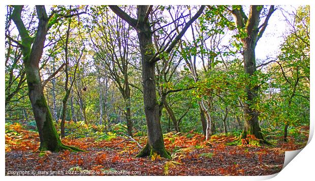 Colours of Autumn  Print by GJS Photography Artist
