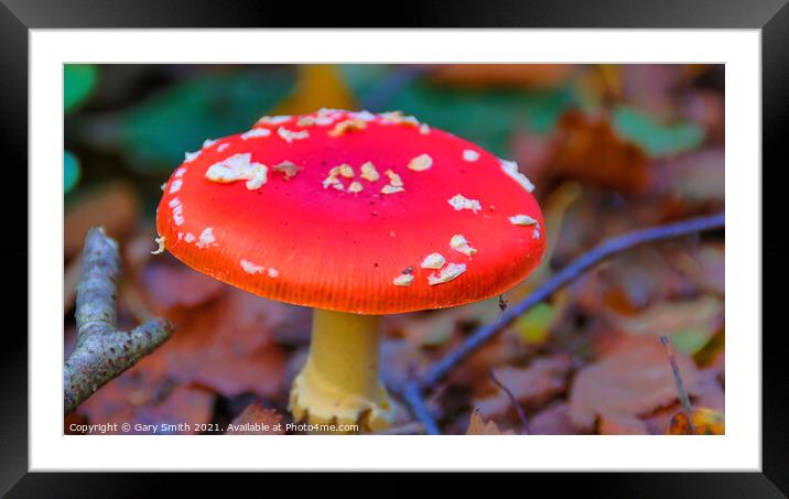 Fly Agaric (Alice in Wonderland) HDR Framed Mounted Print by GJS Photography Artist