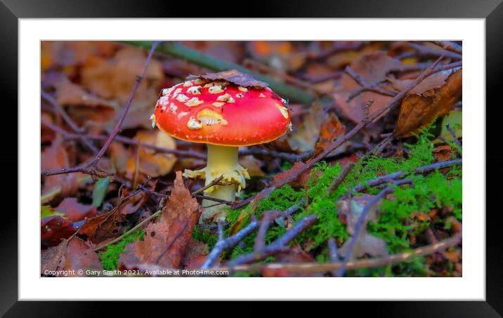 Fly Agaric (Alice in Wonderland) in Leaves Framed Mounted Print by GJS Photography Artist