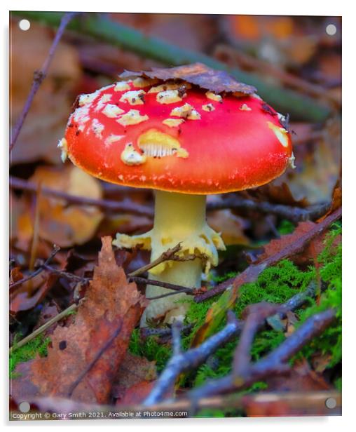 Fly Agaric (Alice in Wonderland) Closeup Acrylic by GJS Photography Artist