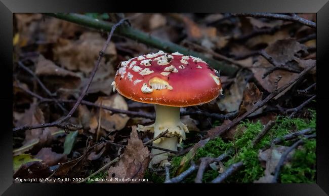Fly Agaric (Alice in Wonderland)  Framed Print by GJS Photography Artist