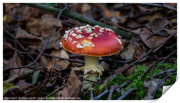 Fly Agaric (Alice in Wonderland)  Print by GJS Photography Artist
