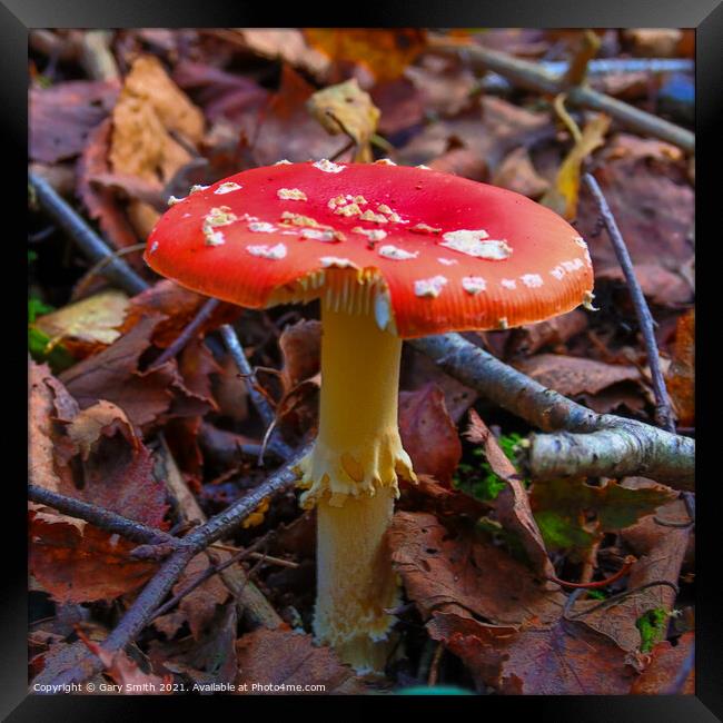 Fly Agaric (Alice in Wonderland) in HDR Framed Print by GJS Photography Artist