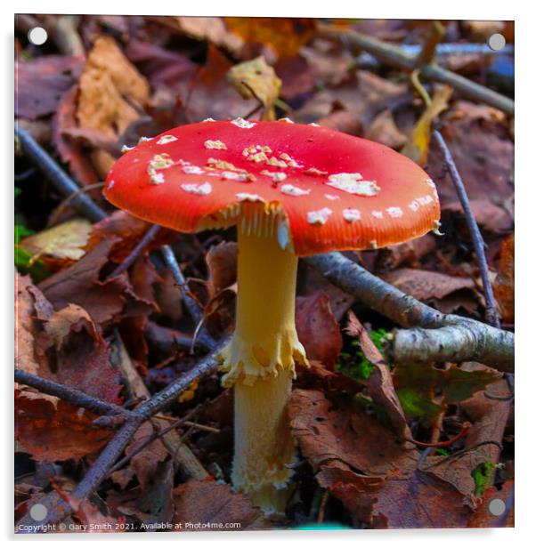 Fly Agaric (Alice in Wonderland) in HDR Acrylic by GJS Photography Artist