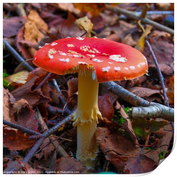 Fly Agaric (Alice in Wonderland) in HDR Print by GJS Photography Artist