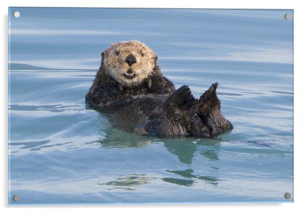 Sea Otter  Acrylic by Thomas Schaeffer