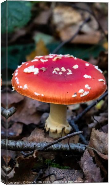 Fly Agaric (Alice in Wonderland) & Dying Fly Canvas Print by GJS Photography Artist