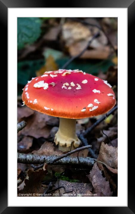 Fly Agaric (Alice in Wonderland) & Dying Fly Framed Mounted Print by GJS Photography Artist