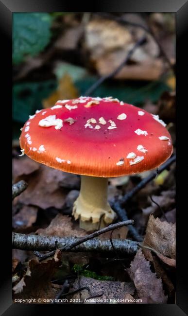 Fly Agaric (Alice in Wonderland) & Dying Fly Framed Print by GJS Photography Artist